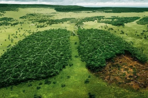 Rezanje tropskih šuma Rezanje tropskih šuma