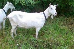 Zaenny koze Zaenny koze