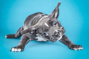 Smiješni štenci, odmahuju od vode: snimanje u uspore Smiješni štenci, odmahuju od vode: snimanje u uspore