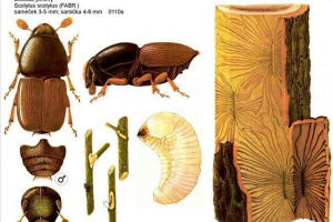 Oak pilaker: fotografije beetle