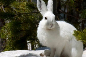 Zec bijelog Zec bijelog