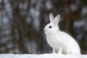 Regija crvene knjige lipetsk