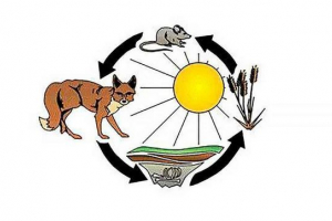 Zakoni termodinamike u biološkim sustavima