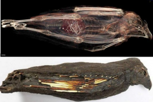 Usredotočen na smrt: zašto su stari egipćani proveli čudne rituale s grabežljivim pticama? Usredotočen na smrt: zašto su stari egipćani proveli čudne rituale s grabežljivim pticama?