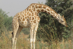 West african giraffe - rijetke podvrste West african giraffe - rijetke podvrste