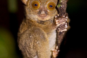 Zapadni život - tiny fluffy primat Zapadni život - tiny fluffy primat