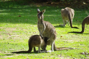 Zapadni sivi kenguroo: pravi div Zapadni sivi kenguroo: pravi div