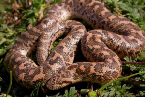 Western remavchik Western remavchik