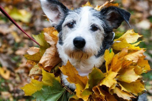 Zaštita životinja u rusiji Zaštita životinja u rusiji