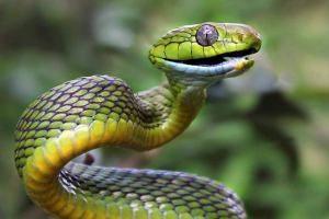 Zeleni boygig - zmija s tankim torzom Zeleni boygig - zmija s tankim torzom