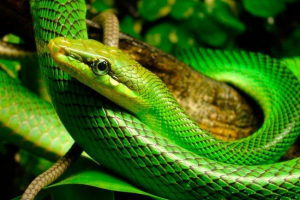 Zelena mamba Zelena mamba