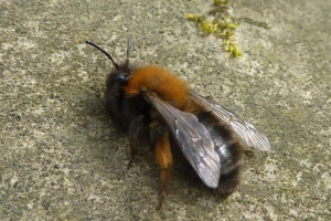 Zemljane pčele Zemljane pčele