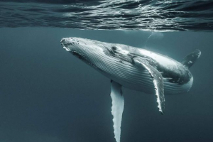 Franza josipova zemlja je po prvi put posjetila grbave kitove Franza josipova zemlja je po prvi put posjetila grbave kitove