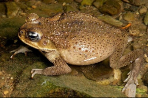 Toad yeah. Stock foto-ahi, žabasti sadržaj Toad yeah. Stock foto-ahi, žabasti sadržaj