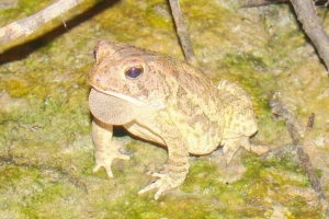 Toad fauler: fotografija vodozemca Toad fauler: fotografija vodozemca