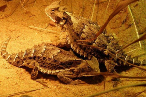 Zhabovoid gušteri Zhabovoid gušteri