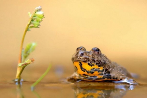Pole žute grudi - otrovni žaba Pole žute grudi - otrovni žaba