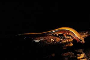 Yellowochius threepall scinting