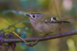 Kralj yolopogol Kralj yolopogol