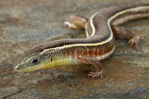 Žuti harrosaur - briljantan gušter Žuti harrosaur - briljantan gušter