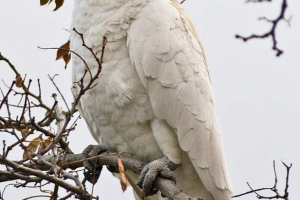 Zholechochny kakada - parrot dolaze iz australije Zholechochny kakada - parrot dolaze iz australije