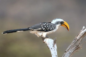 Yolvey toko Yolvey toko