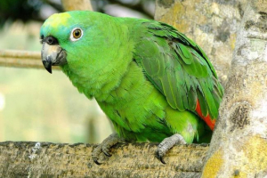 Žuti pauza amazon - curnirani papagaj