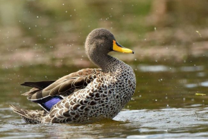 Bezobrazan je puknuo - val