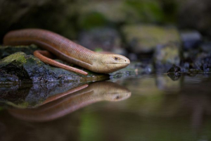 Yolteopusik Yolteopusik