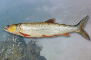 Zhostoshek Zhostoshek