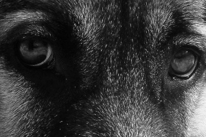 Žena se vozila oko grada, vezao je psa do automobila Žena se vozila oko grada, vezao je psa do automobila