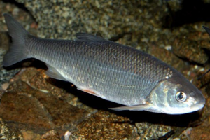 Zofeh - munja lovac Zofeh - munja lovac