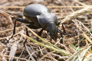 Teški insekti Teški insekti
