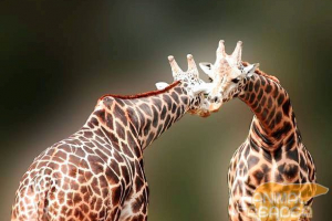 Žirafa - najviša životinja na zemlji Žirafa - najviša životinja na zemlji