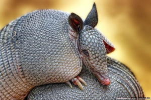 Životinja u oklopu? Devet izgleda armadiola Životinja u oklopu? Devet izgleda armadiola