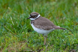 Životinjska tundrija rusije