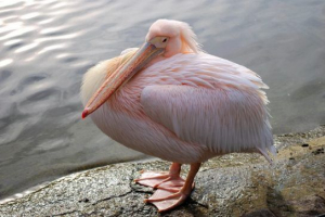 Pink pelican Pink pelican