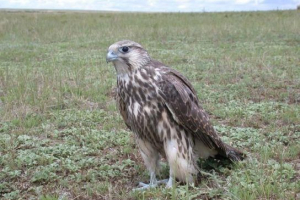 Ptice dagestan Ptice dagestan