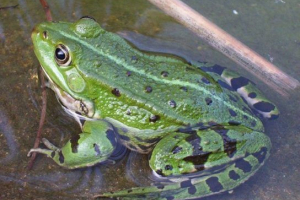 Životinjske močvara Životinjske močvara