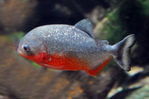 Grabežljive akvarijske ribe