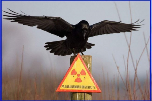 Černobilne životinje: fauna zone otuđenja danas