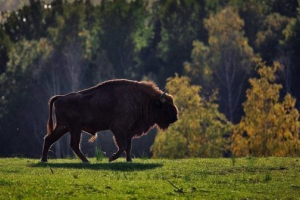 Crvena knjiga kaluga Crvena knjiga kaluga