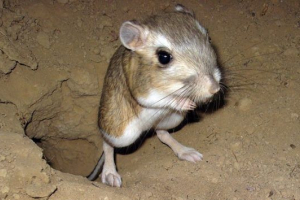 Crvena knjiga ryazana Crvena knjiga ryazana