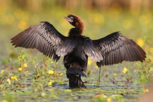 Mali bablan Mali bablan