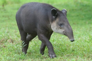 Tapir Tapir