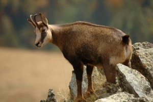 Crvena knjiga krasnodarskog teritorija Crvena knjiga krasnodarskog teritorija