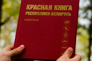 Životinje crvene knjige bjelorusije Životinje crvene knjige bjelorusije