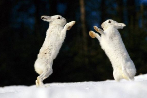 Škraćeništvo životinja Škraćeništvo životinja