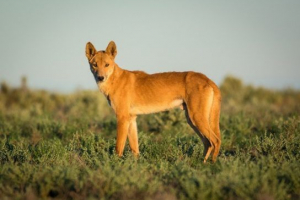 Grabežljivi sisavci Grabežljivi sisavci