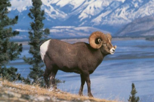 Red baikalna knjiga Red baikalna knjiga